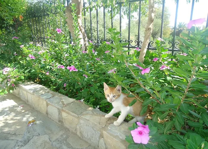 Διαμέρισμα Popi *